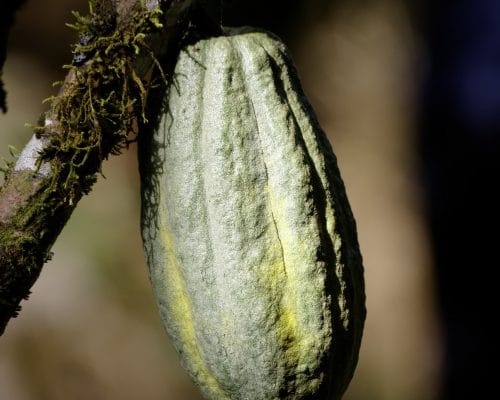 Cacao Evaluation – now online with home tasting kit