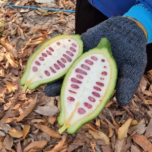 Cacao-Evaluation-Shanghai