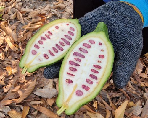 Cacao-Evaluation-Shanghai