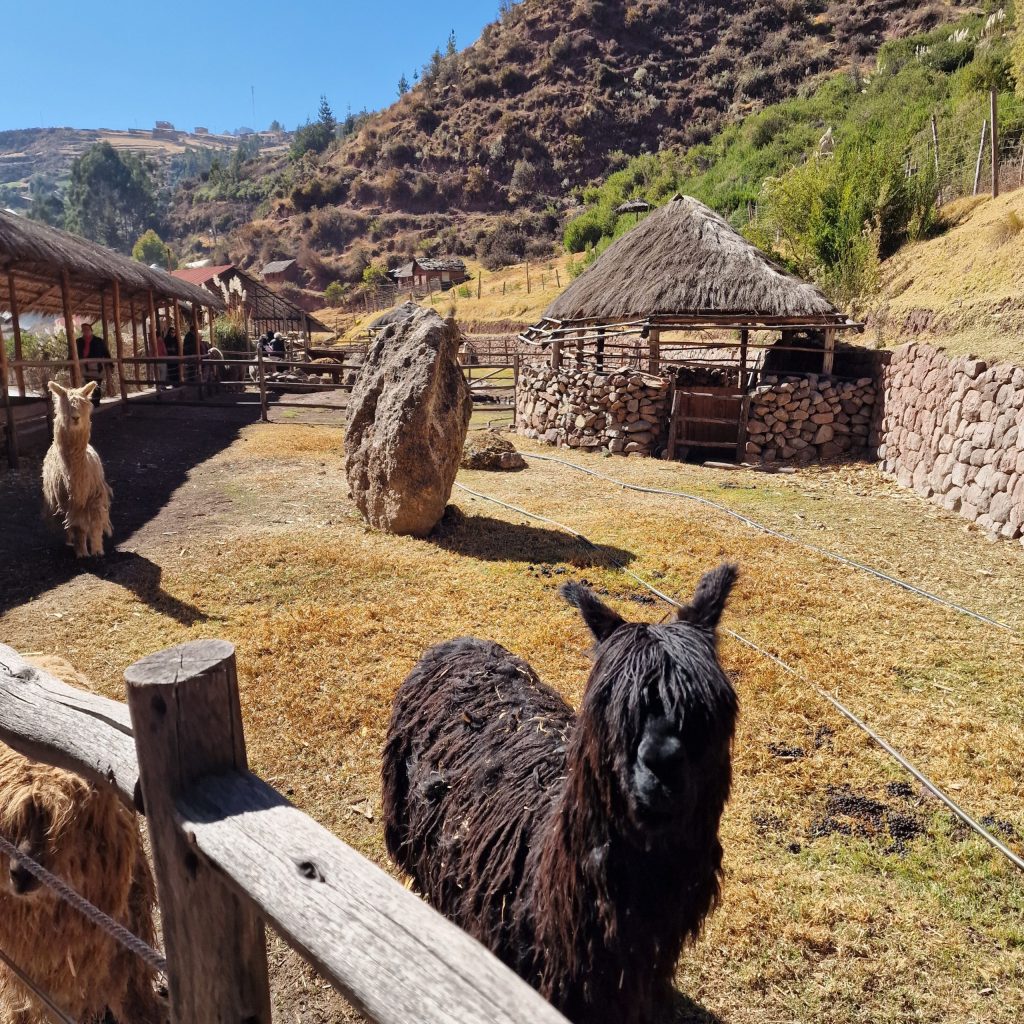 Origin Introduction Origin Study, 11 - 22 May 2026, Online