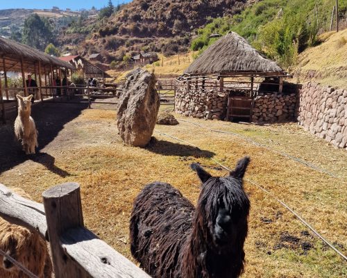 Chuncho-Origin-Introduction