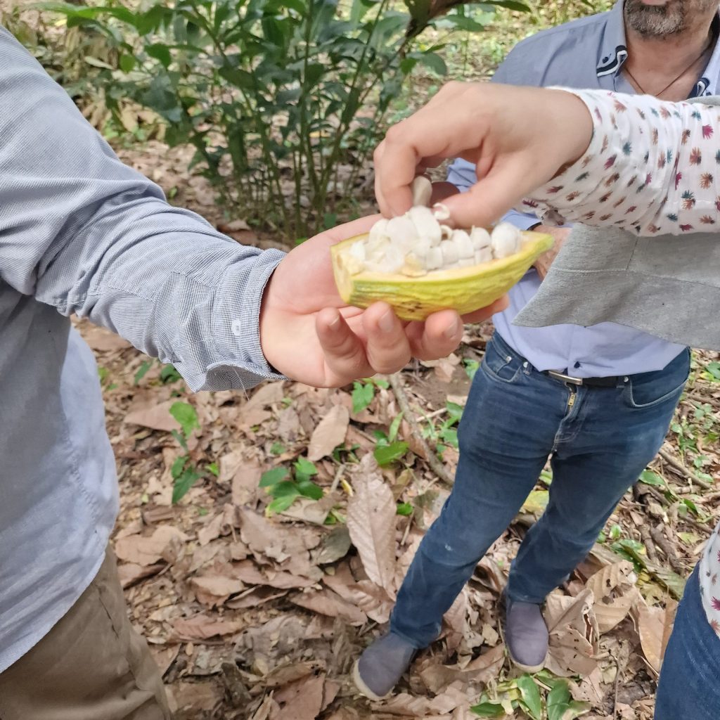 Level 3 Certificate in Chocolate Tasting, 19 Jul 2026, Peru