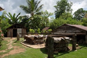 Dominican-Republic-Origin-Study-Field-Study