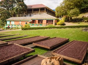 Drying-Trays-Viw-of-Resturant-and-Chocoalte-shop