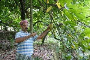Farmer_harvesting_GARCOA-1