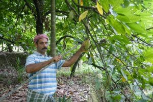 Farmer_harvesting_GARCOA-1-1-scaled