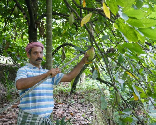 Farmer_harvesting_GARCOA