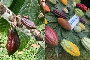 Level-3-Costa-Rica-1