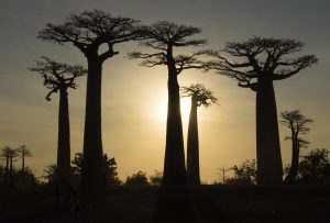 Madagascar-1