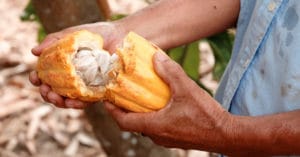 Opening a Naconal cacao pod Ecuador