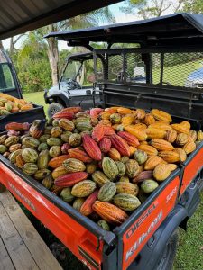 Puerto-Rico-Hacienda-Chocolat