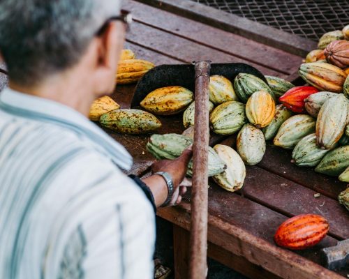 Taiwan-Cacao