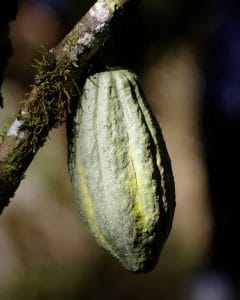 cacaopod- 2