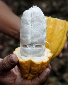 cacaopodyellow